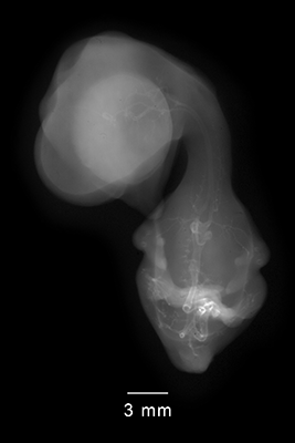 stage 35 chick embryo x-ray